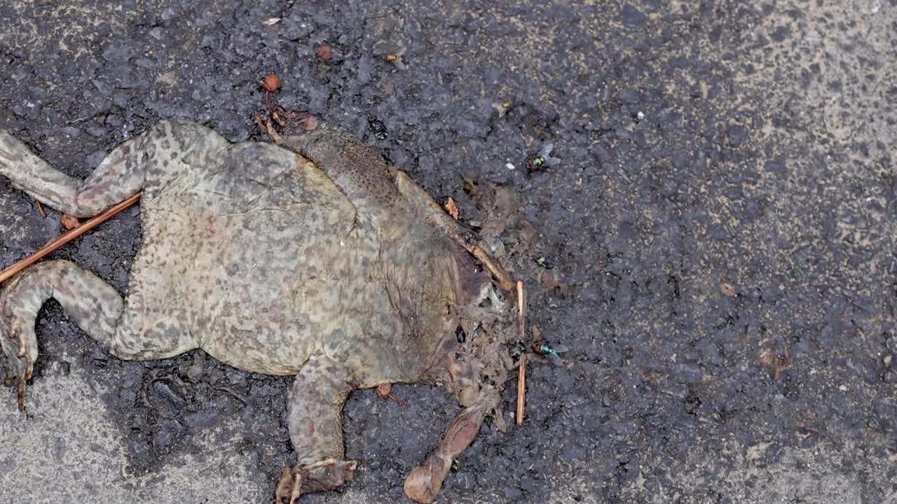 Detailed view of a frog lying still on a textured asphalt surface.