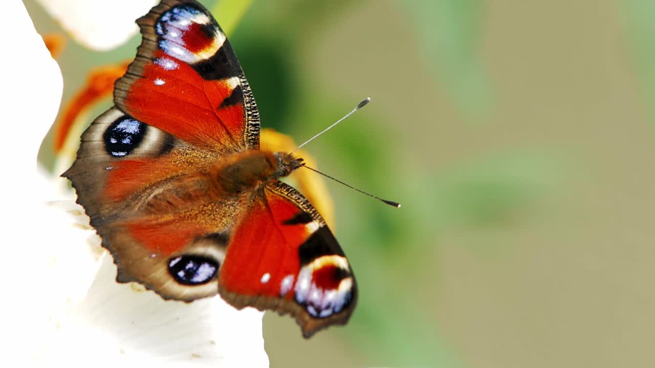 Farfalla pavone diurna posata su un fiore bianco