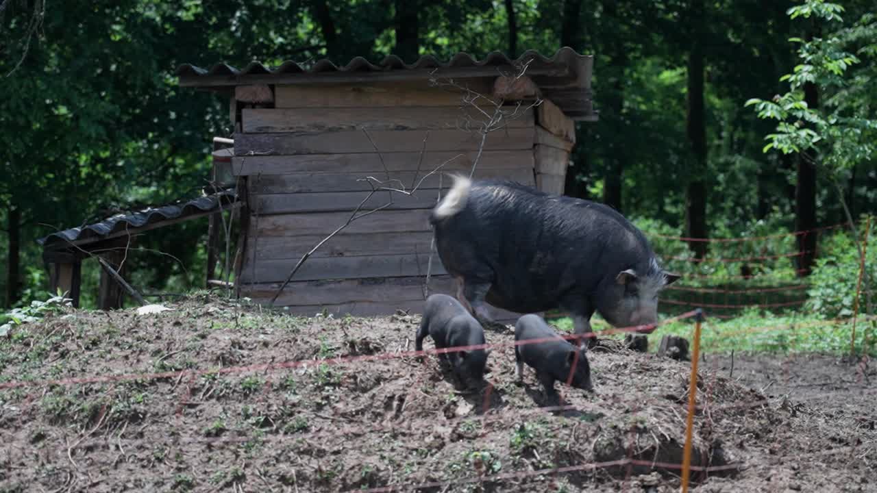 Pigs and piglets roaming in a pen near a wooden shed