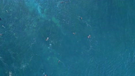 drone shot straight down with sea lions playing in blue ocean, no birds in shot, in la jolla, california during king tide