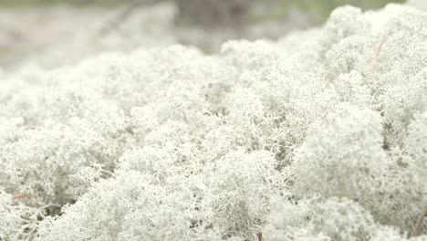 the snow flake like cladonia stellaris on the ground fs700 odyssey 7q 4k