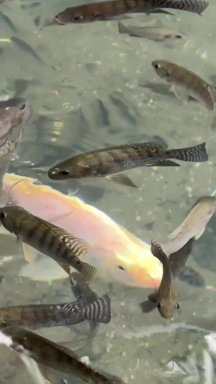 Banco di pesci Tilapia che nuotano in acqua limpida e poco profonda
