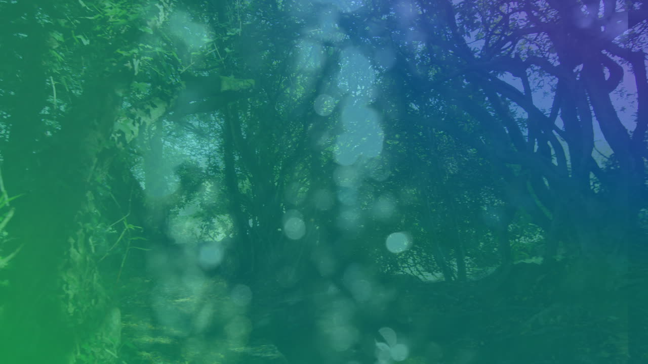 숲 위에 보케와 함께 다채로운 빛의 애니메이션