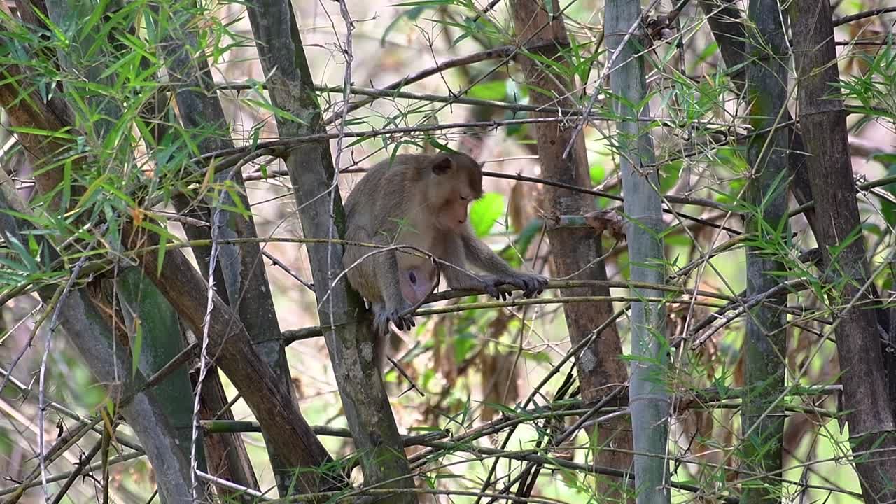 The Long-tailed Macaques are the easiest monkeys to find in Thailand as they are present at temple complexes, national parks, and even villages and cities