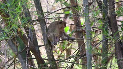 Los-Macacos-De-Cola-Larga-Son-Los-Monos-Más-Fáciles-De-Encontrar-En-Tailandia,-Ya-Que-Están-Presentes-En-Complejos-De-Templos,-Parques-Nacionales-E-Incluso-Pueblos-Y-Ciudades