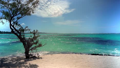 Toma-A-Cámara-Lenta-De-Un-árbol-En-La-Playa-Del-Palmar