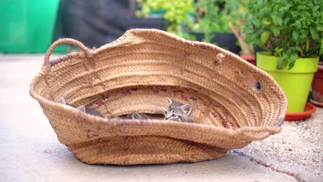 cute small baby cats litter at basket learning to walk outdoors