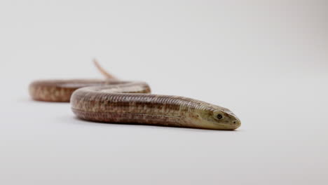 European-glass-lizard---legless---slithers-on-white-background