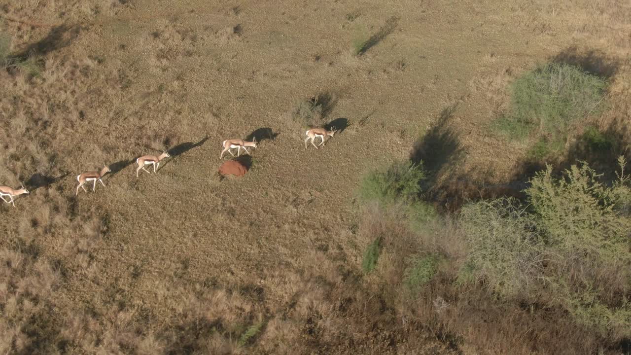 Aerial drone footage of Springbok antlopes walking in the wild winters morning
