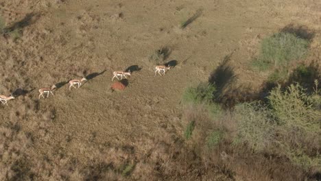 aerial drone footage of springbok antlopes walking in the wild winters morning