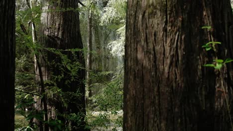 View between the trees of beautiful waterfall, paradise forest landscape, perfect relaxing background static