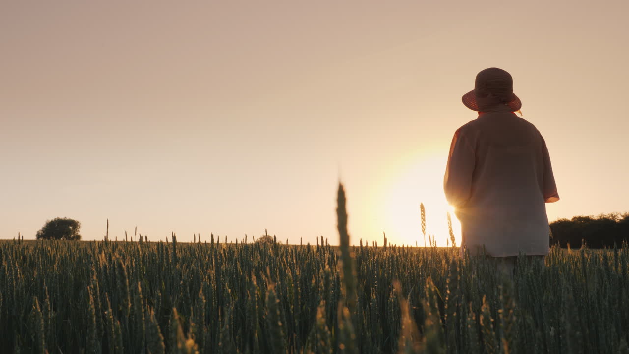 anciana admirando la puesta de sol sobre el campo de trigo vista trasera video 4k