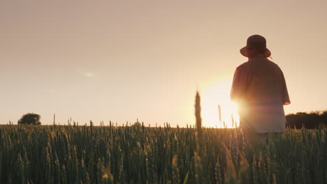 mulher idosa admirando o pôr do sol sobre o campo de trigo visão traseira vídeo 4k