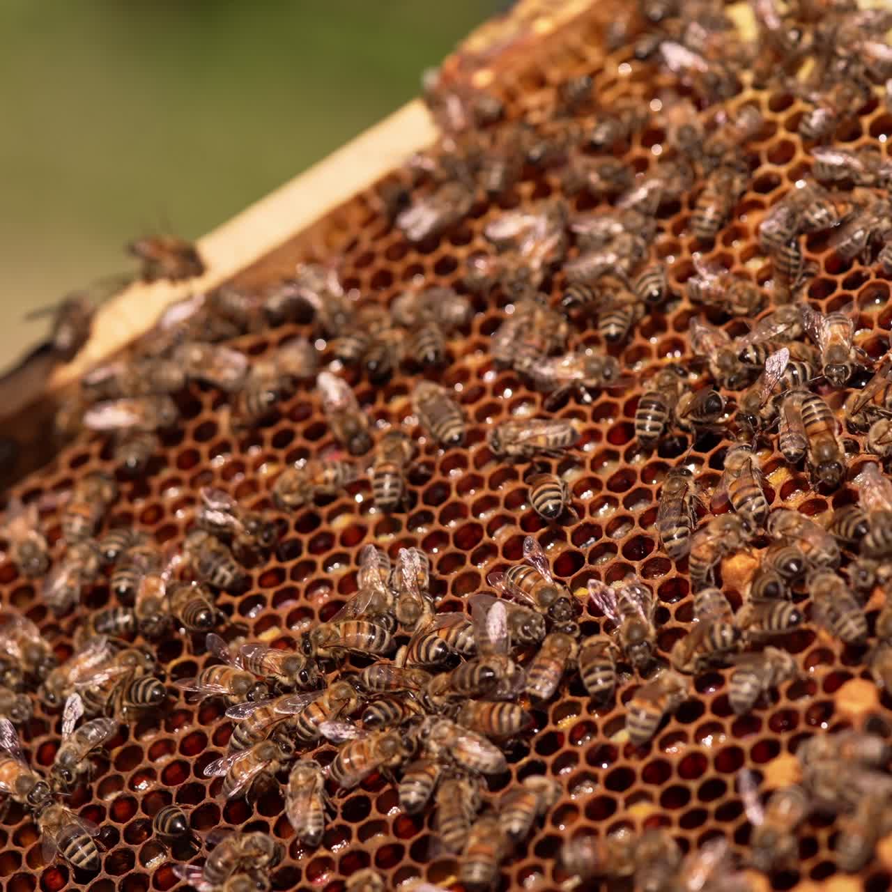 Bee family covering the honey frame. The frame is being turned upside down. Close up