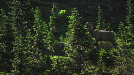 Single-Rocky-Mountain-Bighorn-Schafe-Stehen-Am-Berghang,-Hohe-Alarmbereitschaft