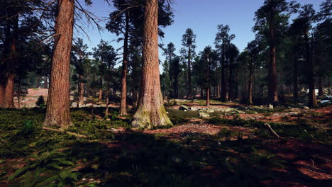 redwood forest