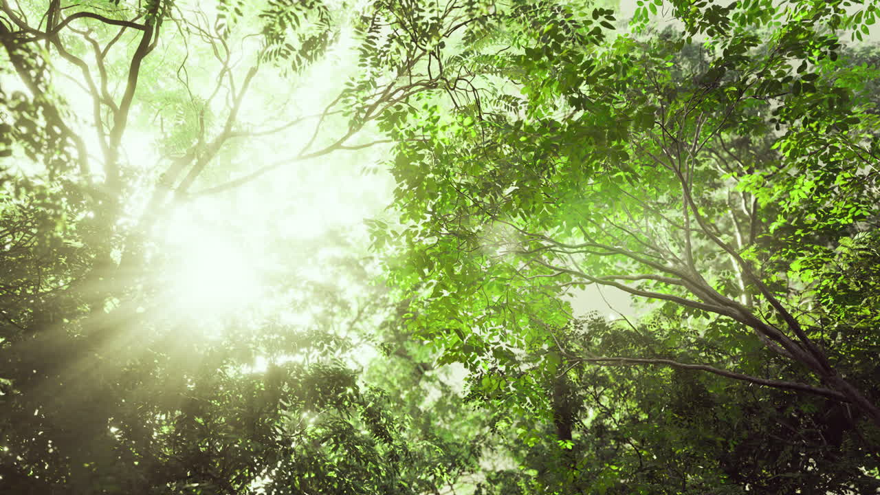 Sunlight filters through dense green canopy in a tranquil forest setting