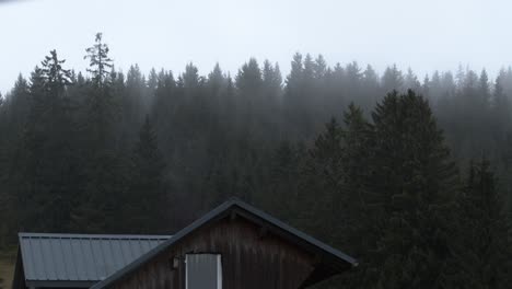 fog goes throuh a forrest
