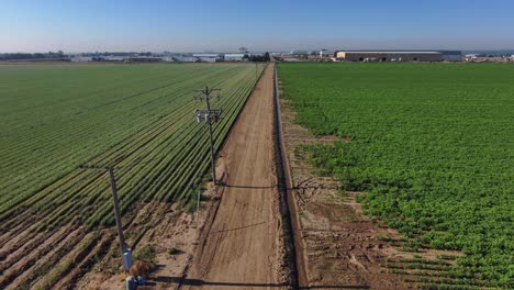 a dirt road between fields of crops