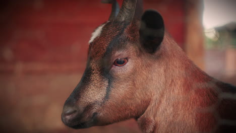 dwarf goat detail close up slow motion