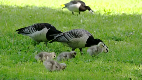 three goose and four goslings 4k fs700 odyssey 7q