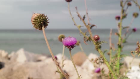 disparo estático de una flor púrpura silvestre con un fondo borroso del mar