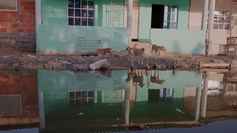 En-Un-Barrio-Muy-Pobre-Junto-A-Un-Arroyo,-Unos-Perros-Ladran.