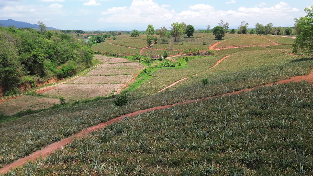 Pineapple fields in tropical Thailand stretch in rows under sunny skies and rich soil