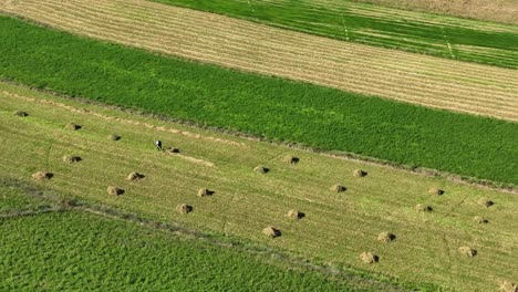 Alte-Frau,-Die-Auf-Den-Feldern-Auf-Ackerland-Arbeitet-Und-Ernten-Sammelt