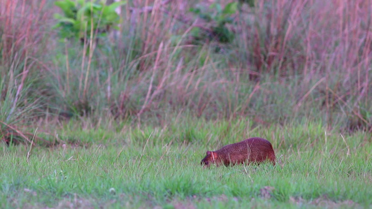 agouti buscando alimento en la orilla del río hierba corta sentado y comiendo fruta cerca de la selva tropical en bolivia
