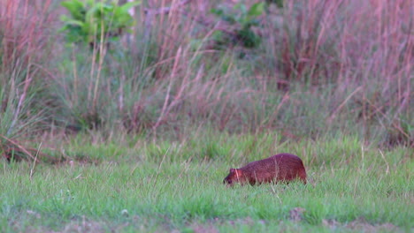 Agouti-foraging-on-river-edge-short-grass-sitting-and-eating-fruit-near-rainforest-in-Bolivia