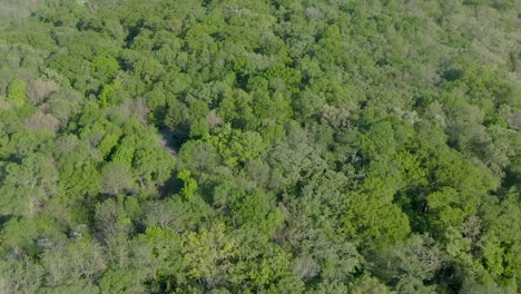 Aerial-of-densely-covered-forest-in-the-mountains-of-Wisconsin,-USA