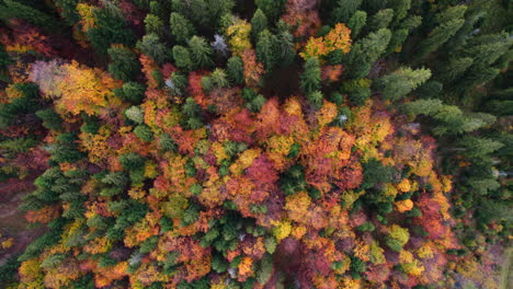 Vista-Aérea-De-árboles-Coloridos-En-El-Bosque-Desde-Arriba-En-Otoño