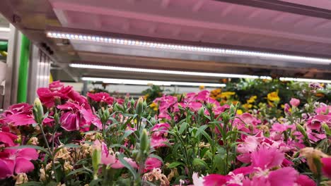 sustainable farming with vibrant plants and flowers