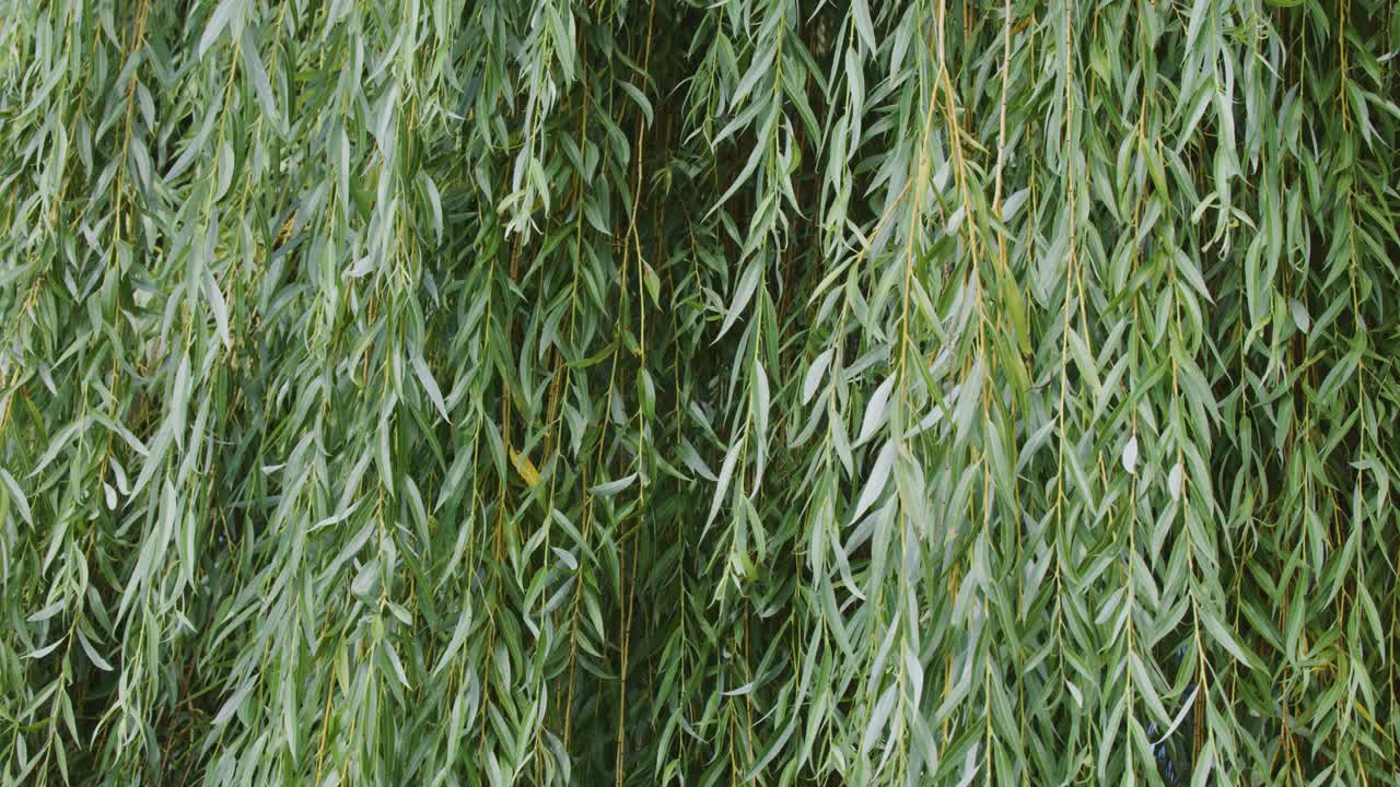 Long willow leaves sway gently outdoors, illuminated by soft daylight, evoking calm and tranquility