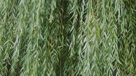 long willow leaves sway gently outdoors, illuminated by soft daylight, evoking calm and tranquility