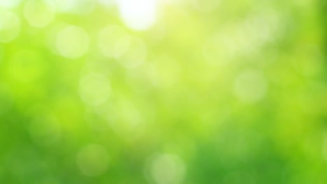 belleza en la naturaleza. hermoso verde borroso bokeh vibrante fondo de la naturaleza. luz solar 4k brillando a través de las hojas de los árboles. fondo abstracto de verano y primavera. fondo de medio ambiente ecológico