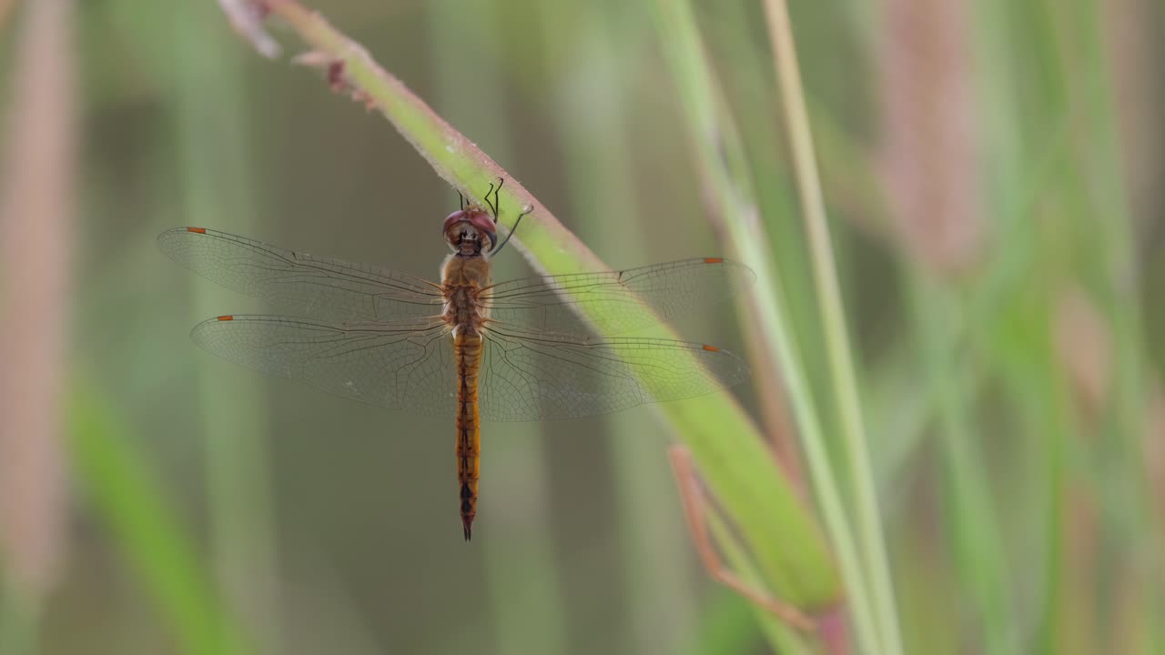 잠자리, 도랑 보석, brachythemis contaminata, 4k 영상