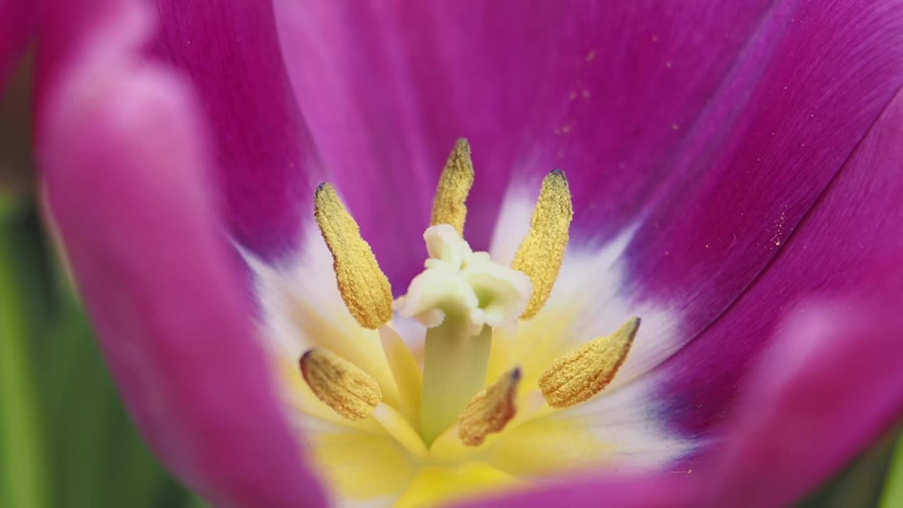 крупный план фиолетового тюльпана