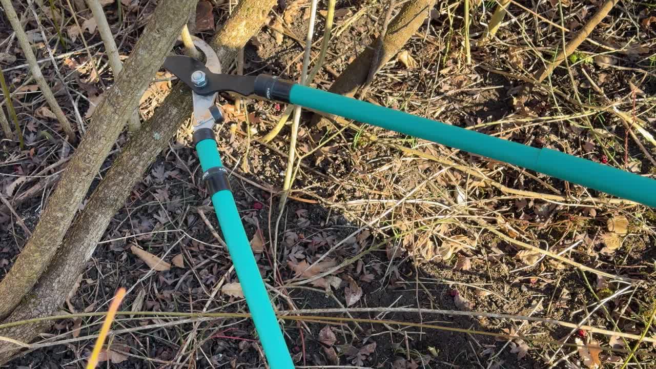 Long handled loppers cut thick branches in a brushy outdoor area. Close-up shows the pruning tool near soil and dry leaves, useful for gardening, botany, and flora visuals