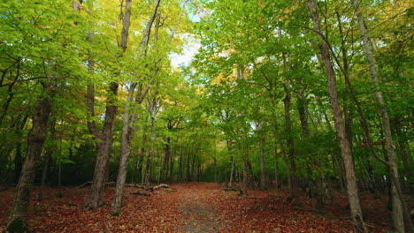 walking around the forest trails in the kejimkujik national park, nova scotia, canada.