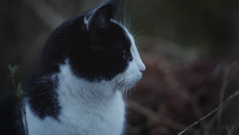 dark black and white pet cat outside in forest in autumn, closeup