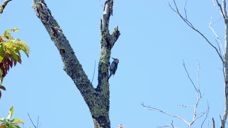 Red-bellied-woodpecker-on-a-tree-trunk-and-branches