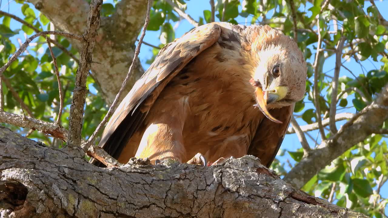 águila marrón comiendo gusanos que ella está recogiendo de un todo en un banco de un árbol