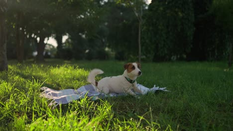 cute jack russell terrier dog lying on a blanket in a grassy park