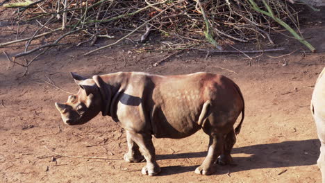 rhino grazing and walking around