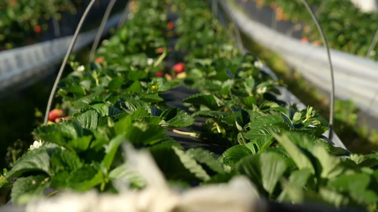 ⁇ 은 날 4k에 물 파이프와 함께 딸기 농장