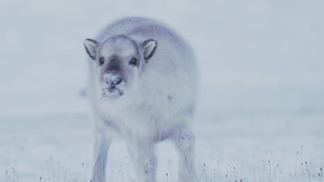 a young, adorable and curious reindeer calf sniffing and checking out the camera