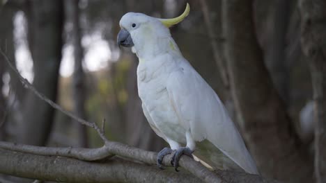 Cacatúa-Blanca-En-Un-árbol,-Sydney