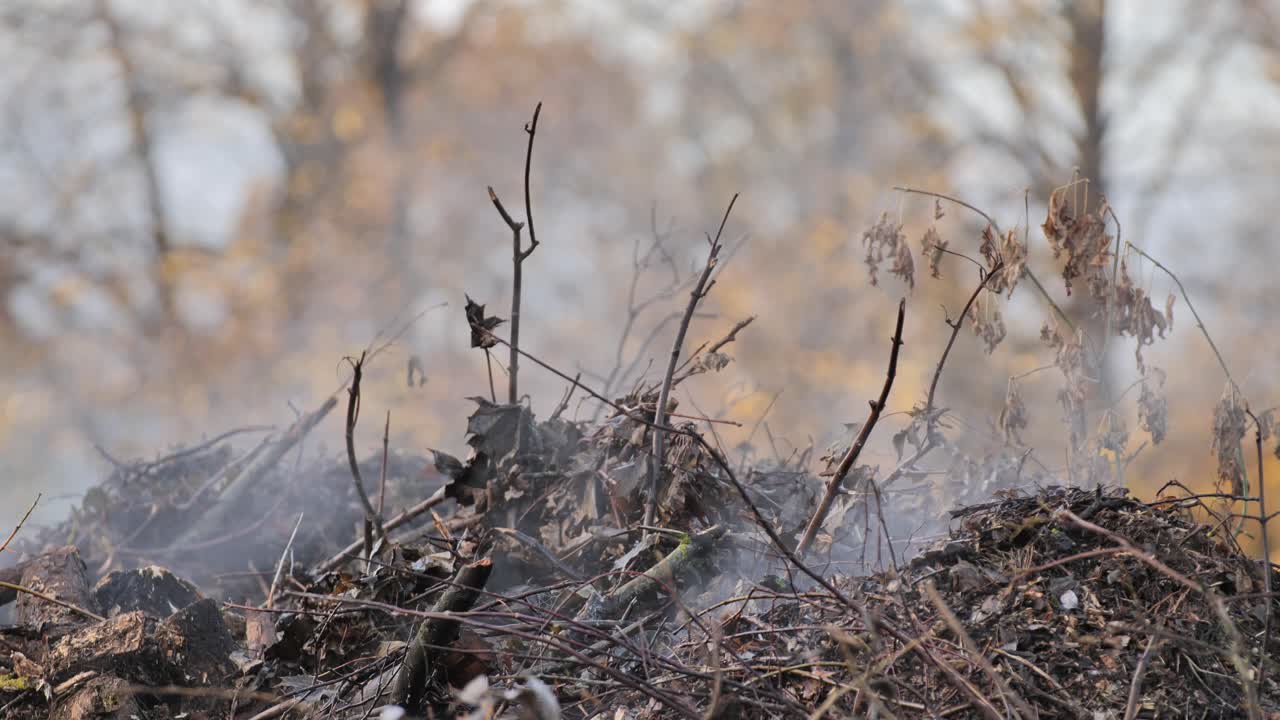 Faint smoke floats over broken twigs and forest mulch steaming, cold autumn air